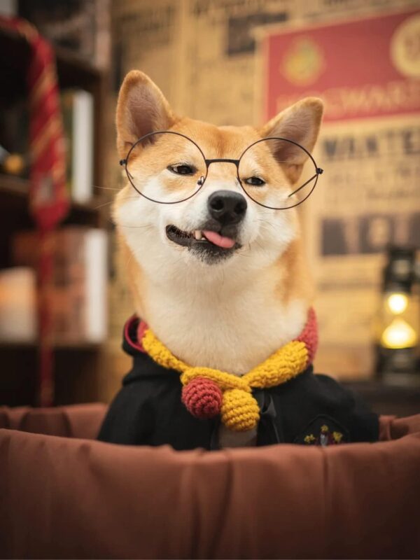 Cat Costumes 3 Piece Set with Glasses and Neckties - Image 3