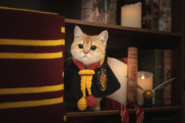 Cat Costumes 3 Piece Set with Glasses and Neckties - Image 4